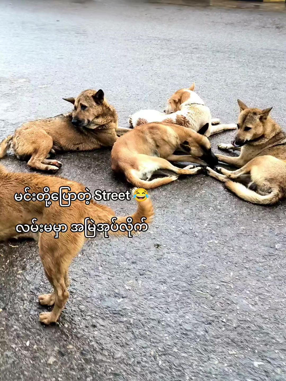 @S🐾