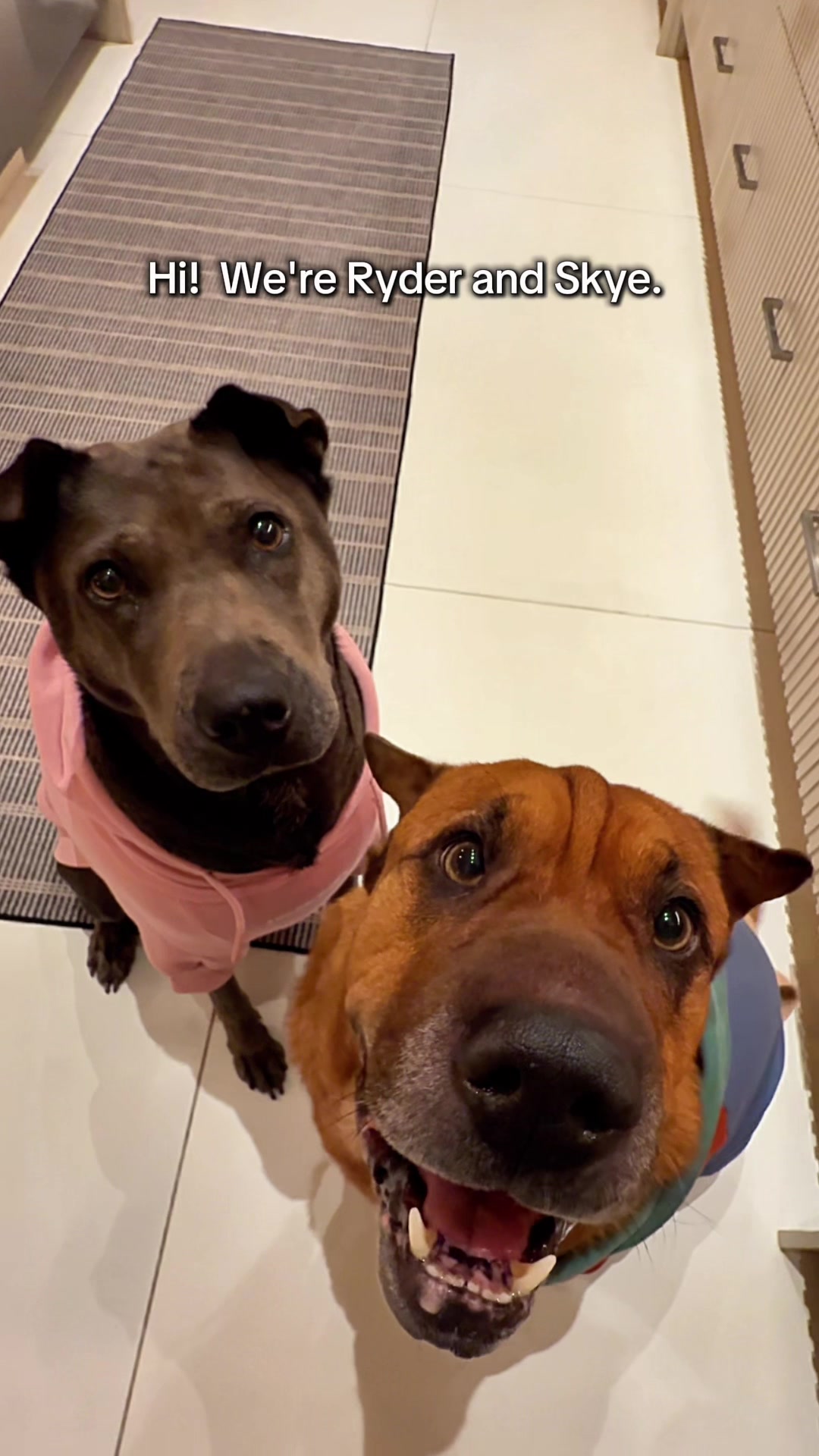 @Ryder 🐾 Rescue Shar Pei
