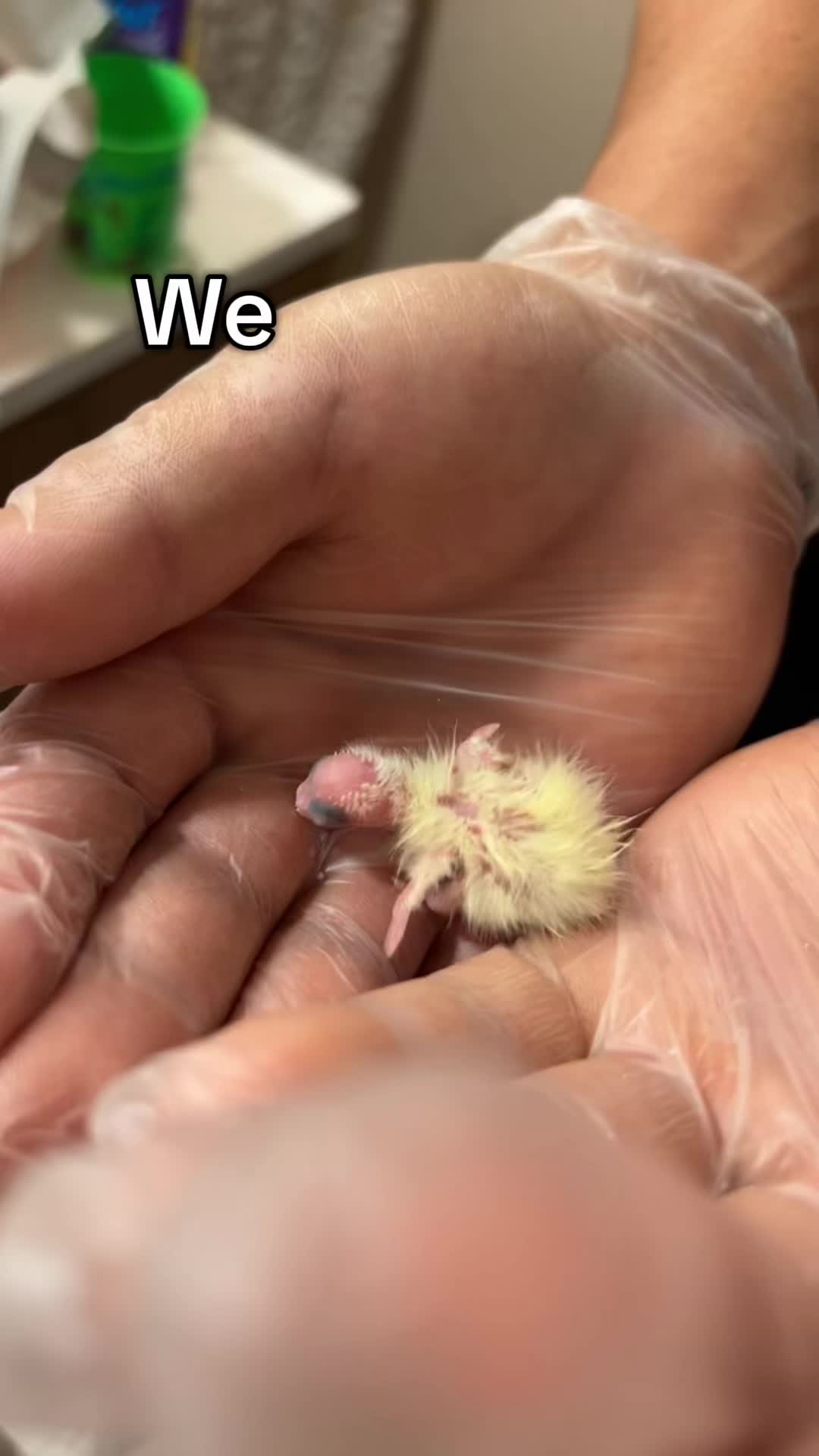 @tweety