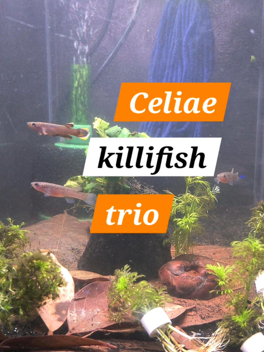 @Schalkx.Aquatics