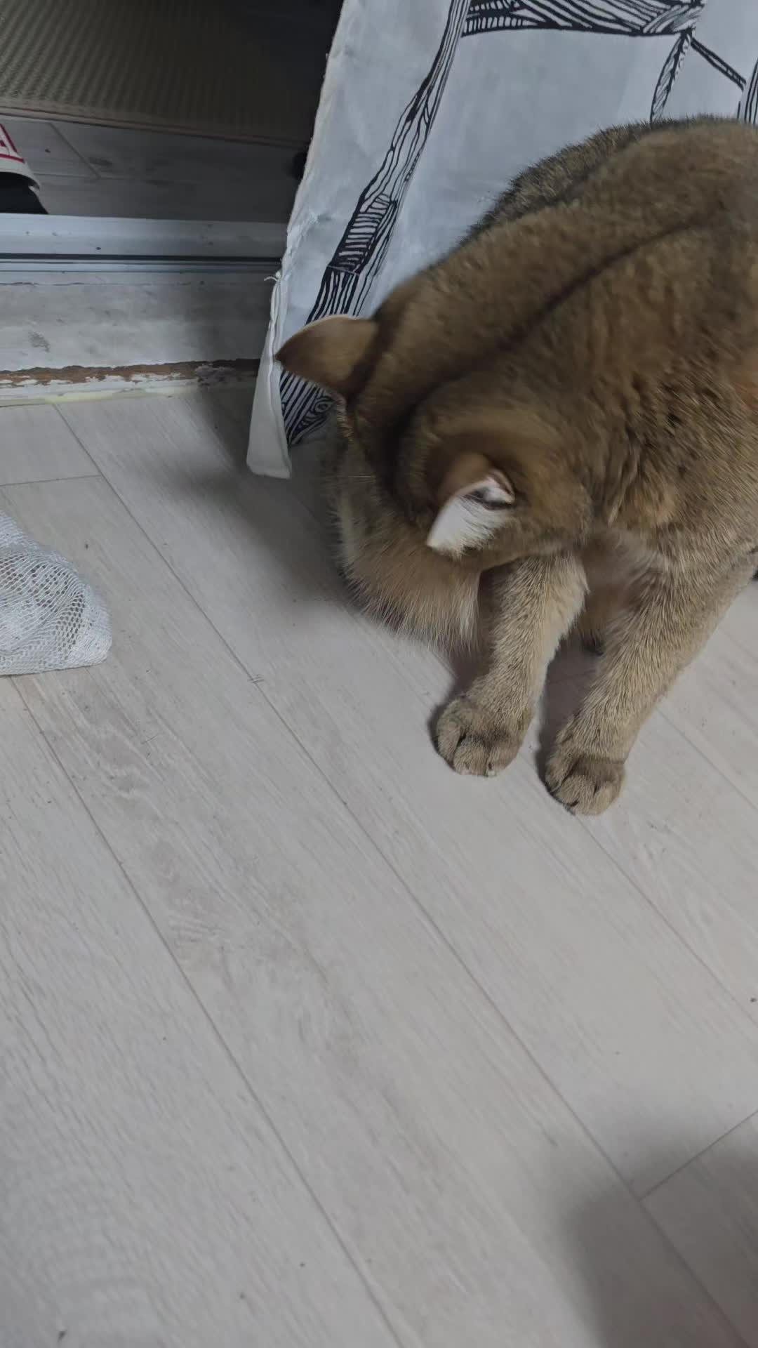 @고양이 형아