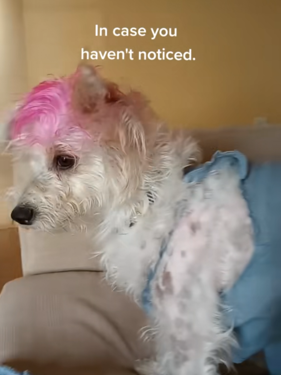 @Miley Jo the Chorkie