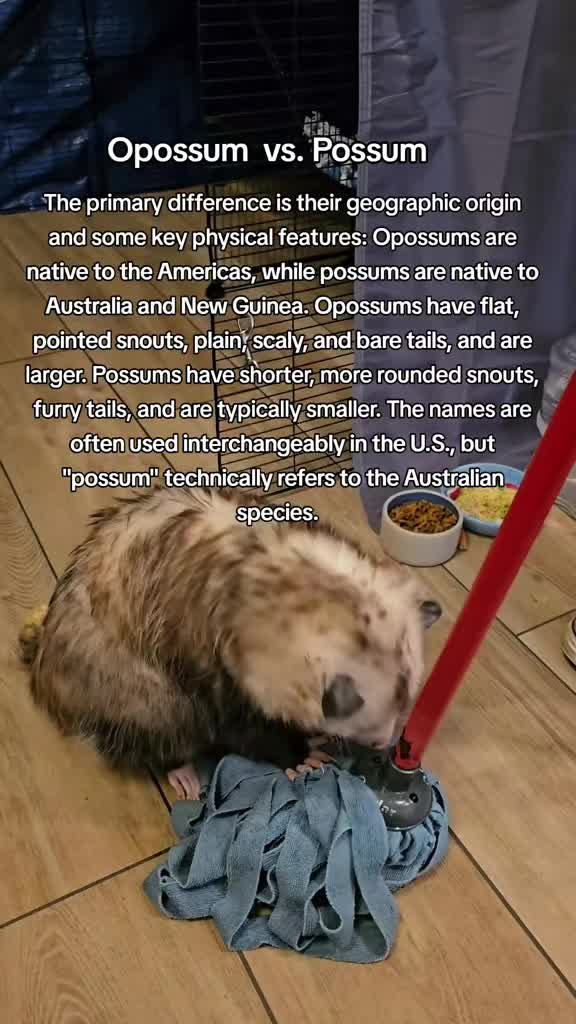 @OPOSSUMDAWGMOM