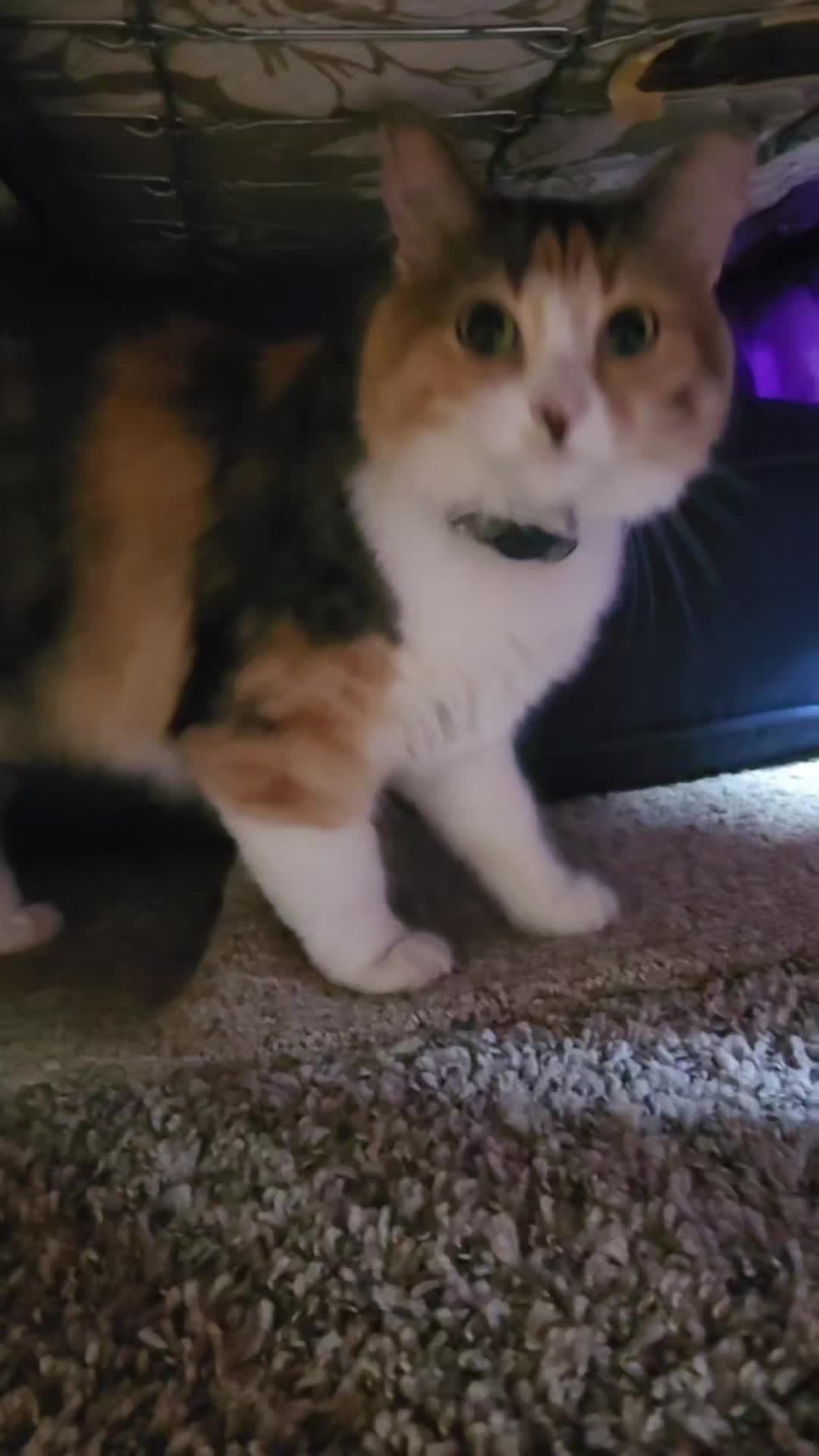 @crazycatcrew
