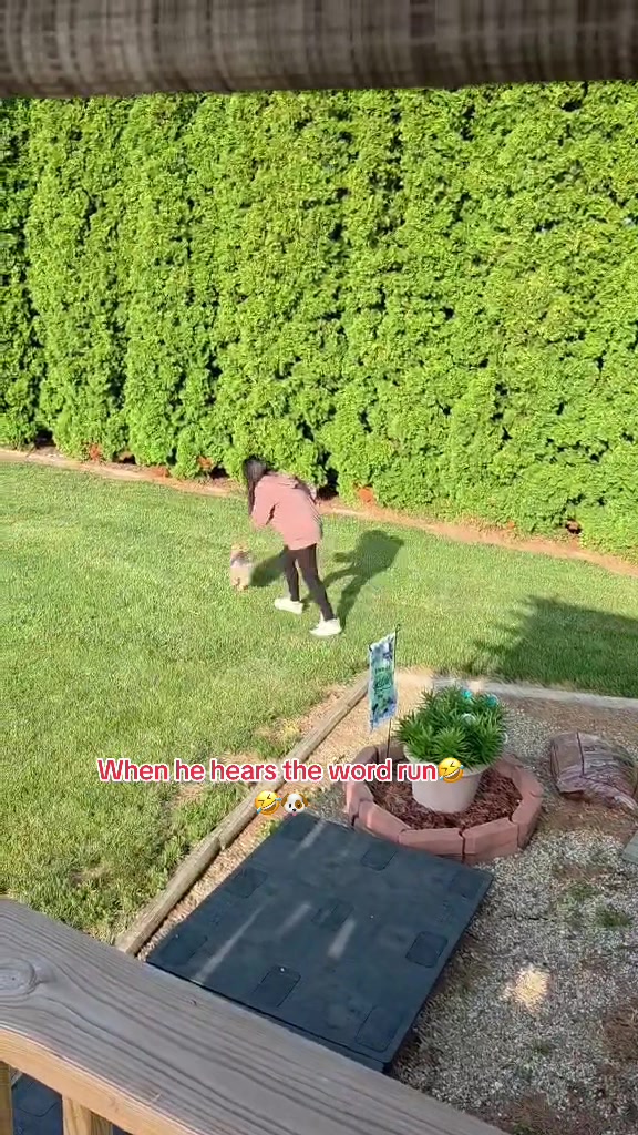 @masonyorkieandmom18