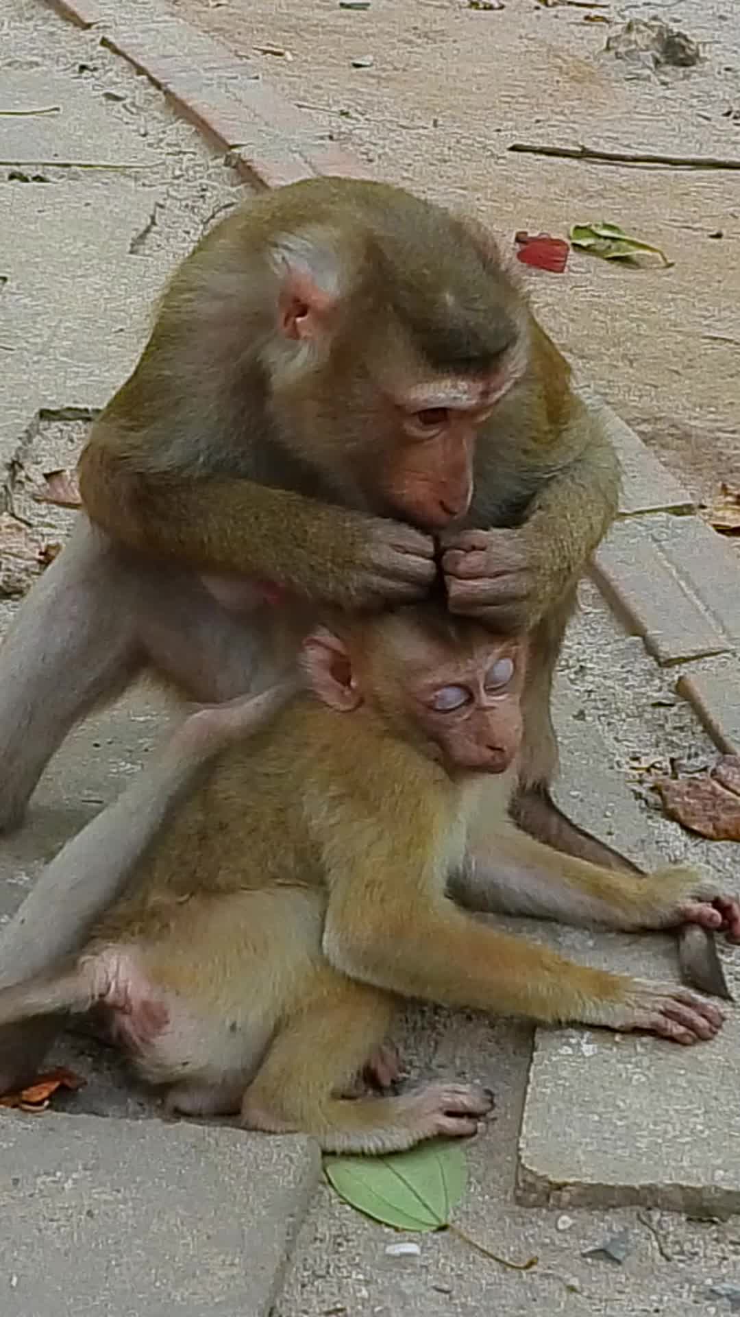 @Monkey Cambodia