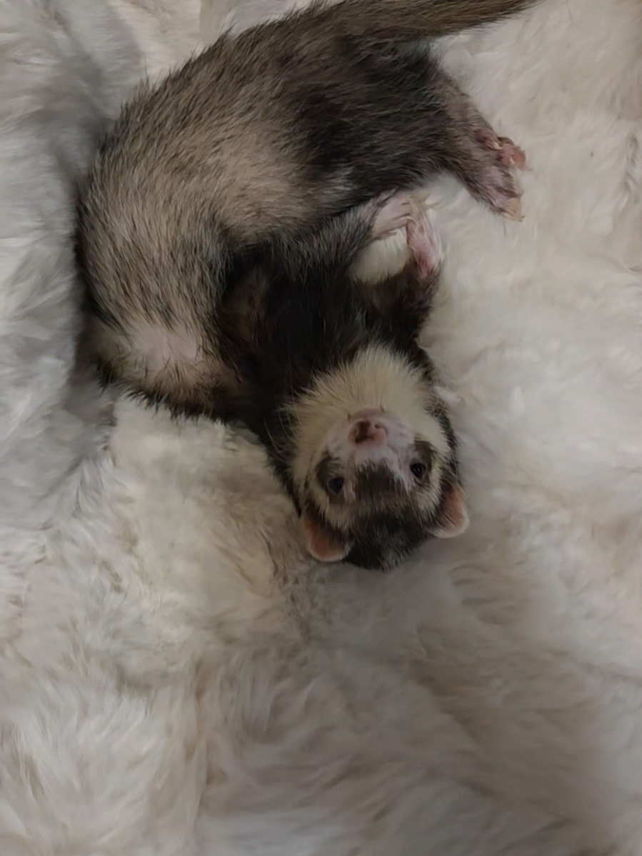@FuffyFerrets