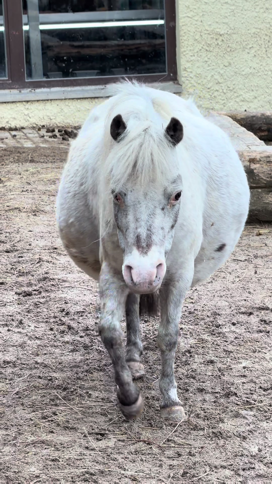 @julia_libertyhorses