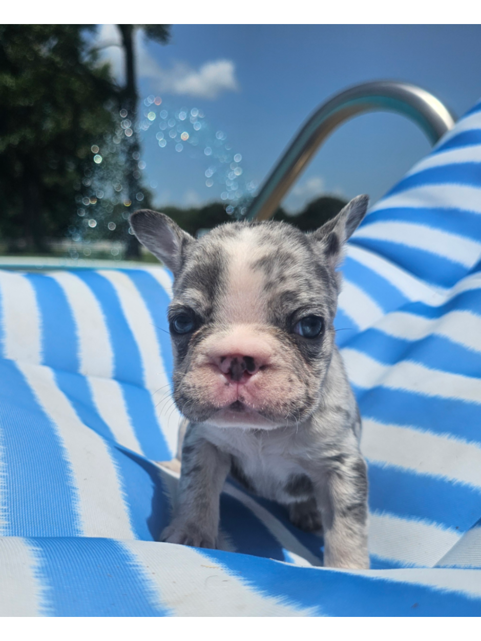 @Diamond State French Bulldogs