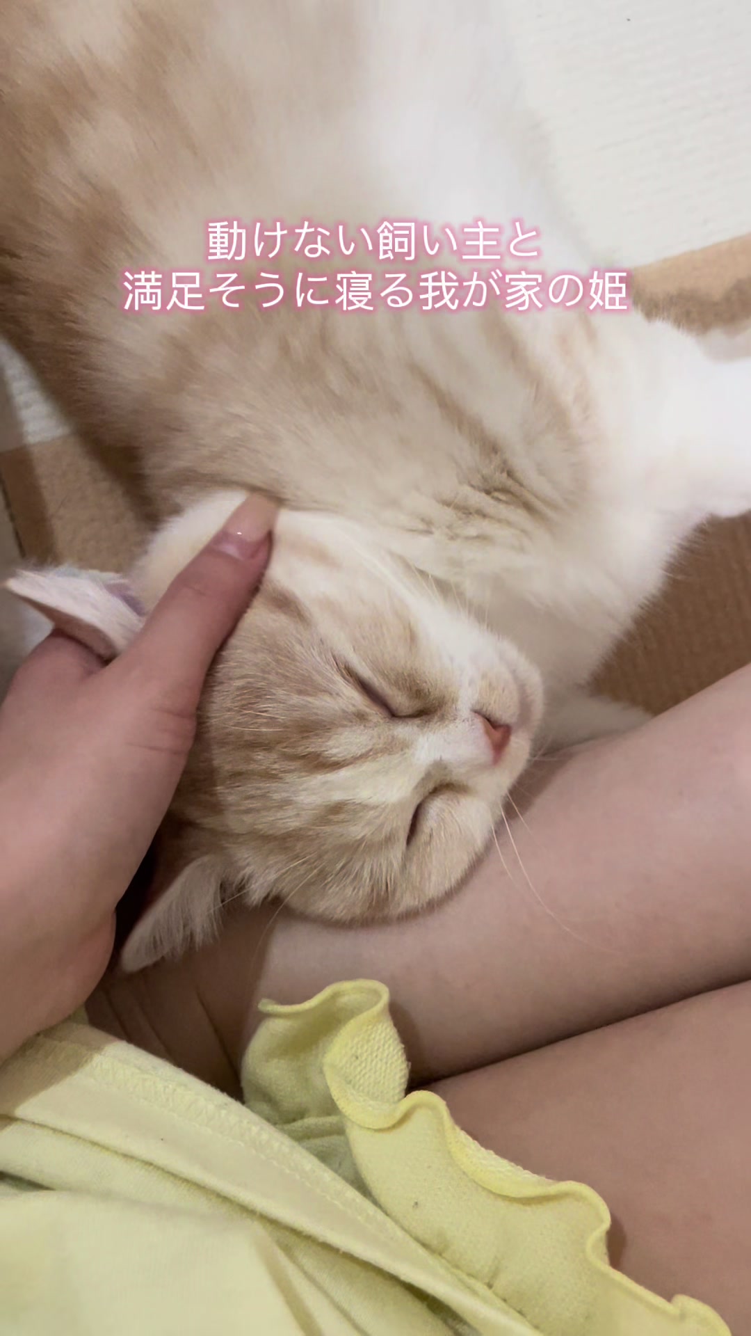 @ใปใฃใ๐๐