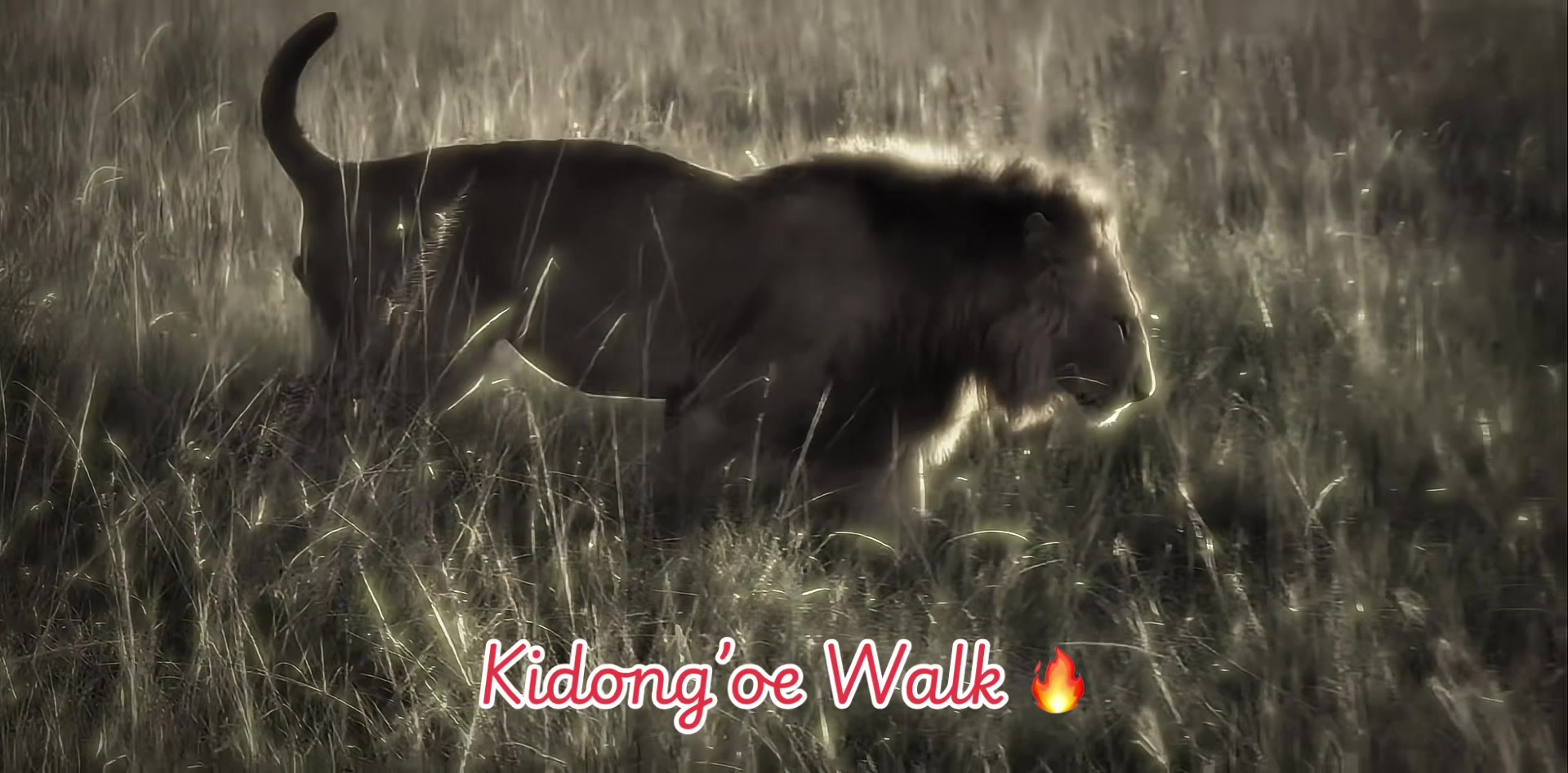 @lion_world5