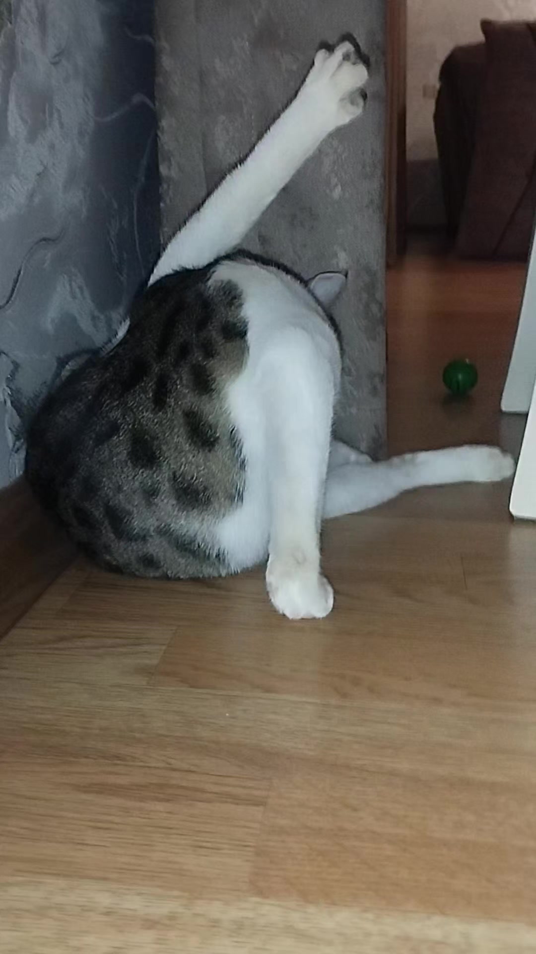 @🐾