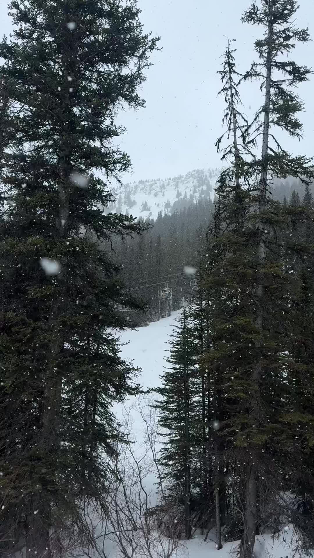 @🦌