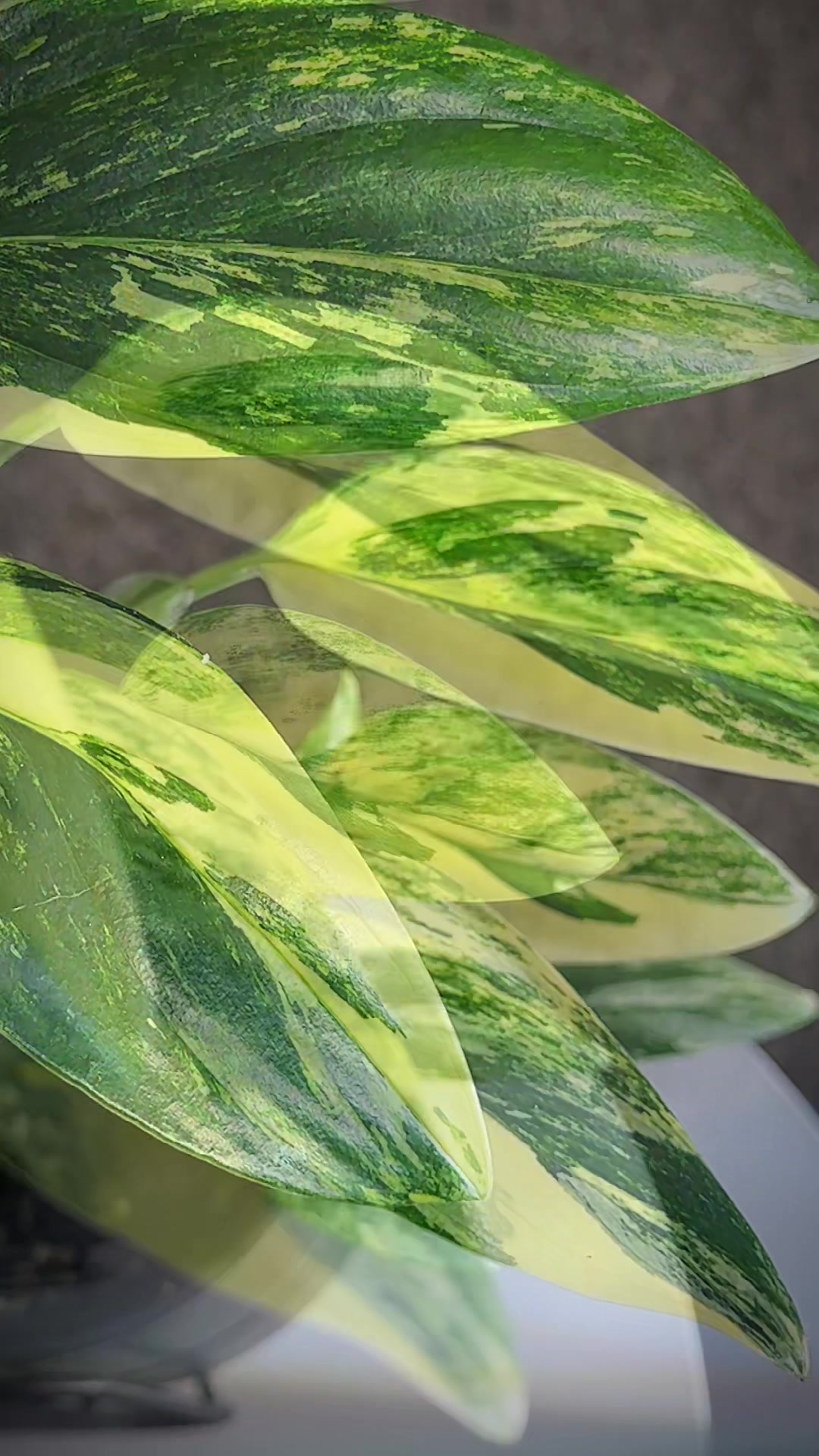 @🌱yler✨Beatty&rsquo;s Botanics
