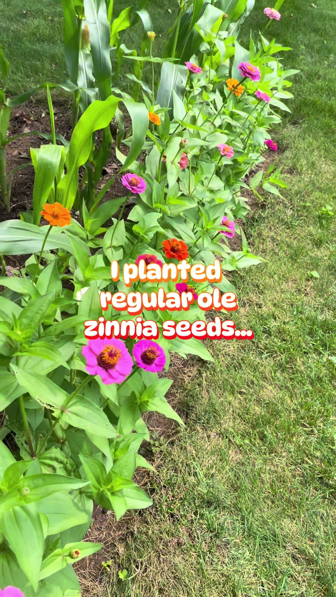 @Kim’s Happy Homestead 🌱