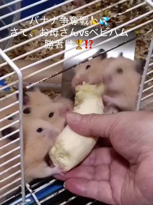 @big mama 🐹🐕