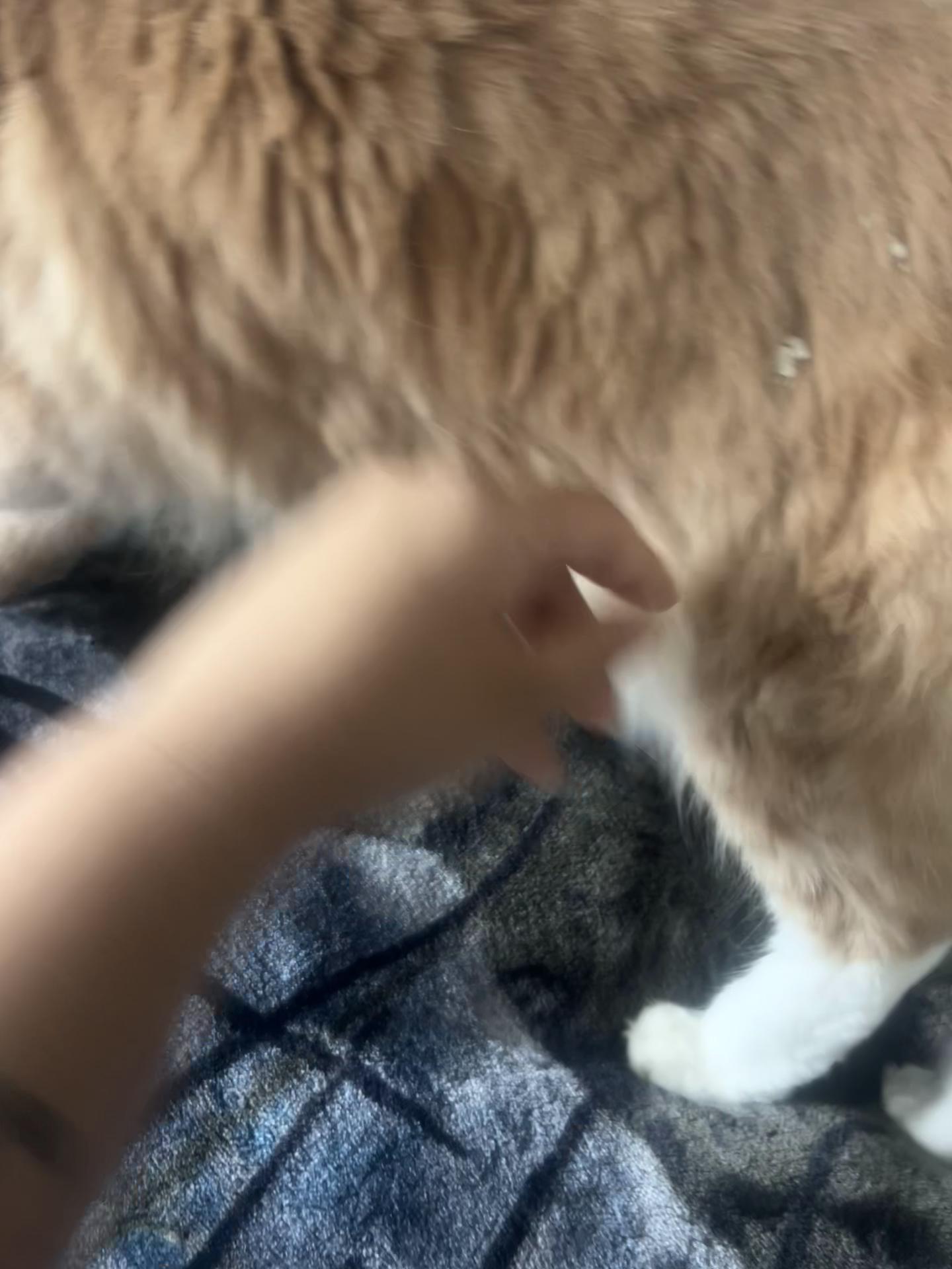 @FosterAngels
