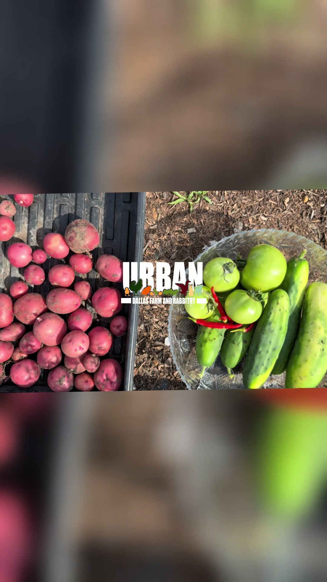 @Urban Dallas Farm