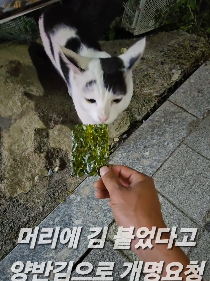 @유튜브 윤파머 납작복숭아