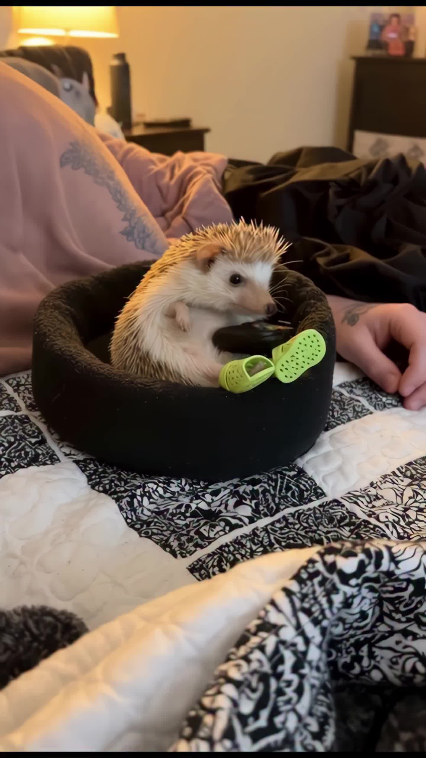 @middlepets