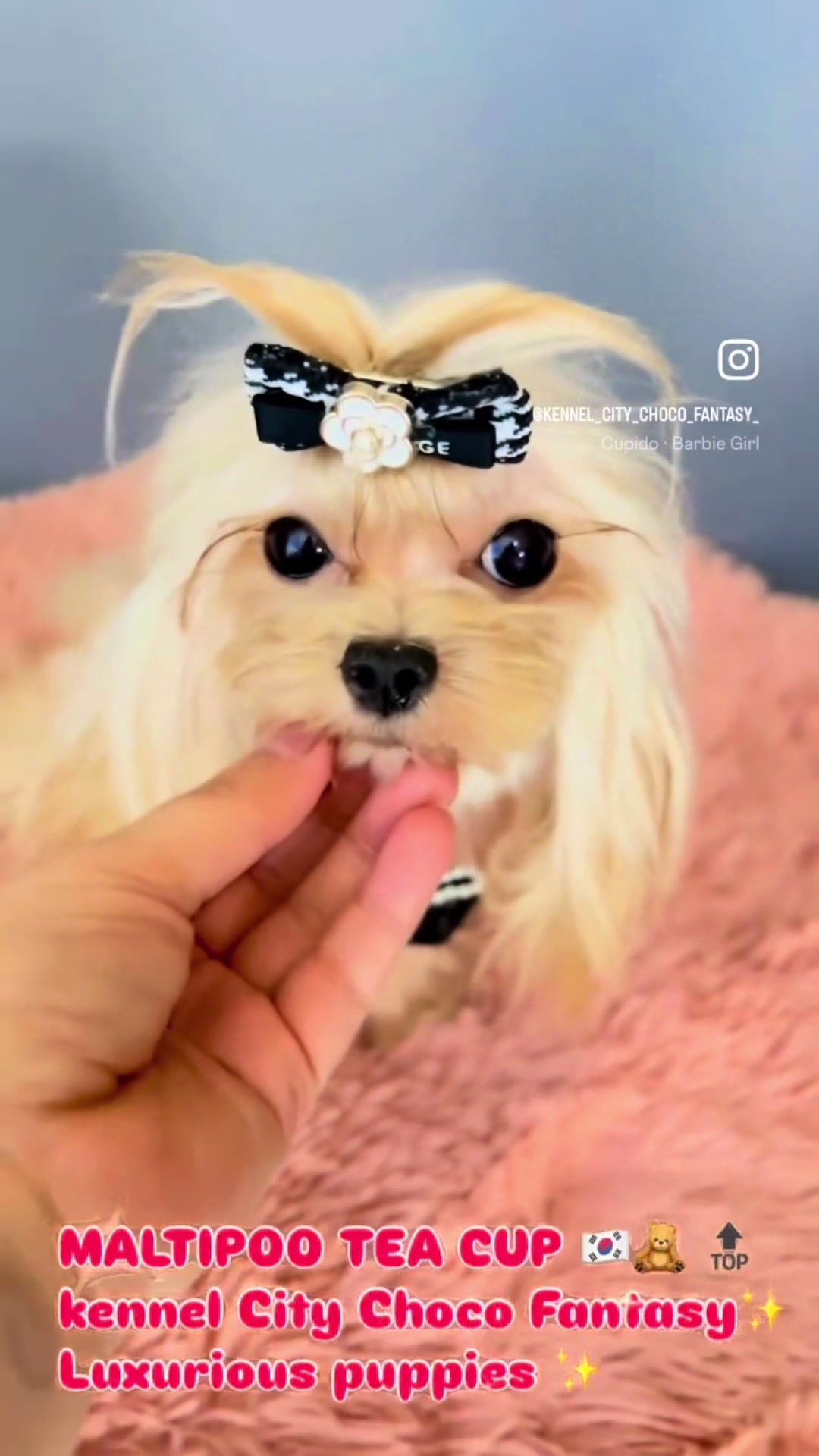 @Yorkie Maltipoo ShihTzu Teddy