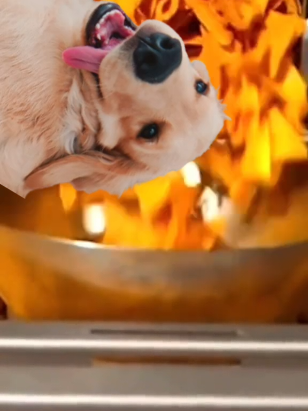 @Soy Milo 🐶