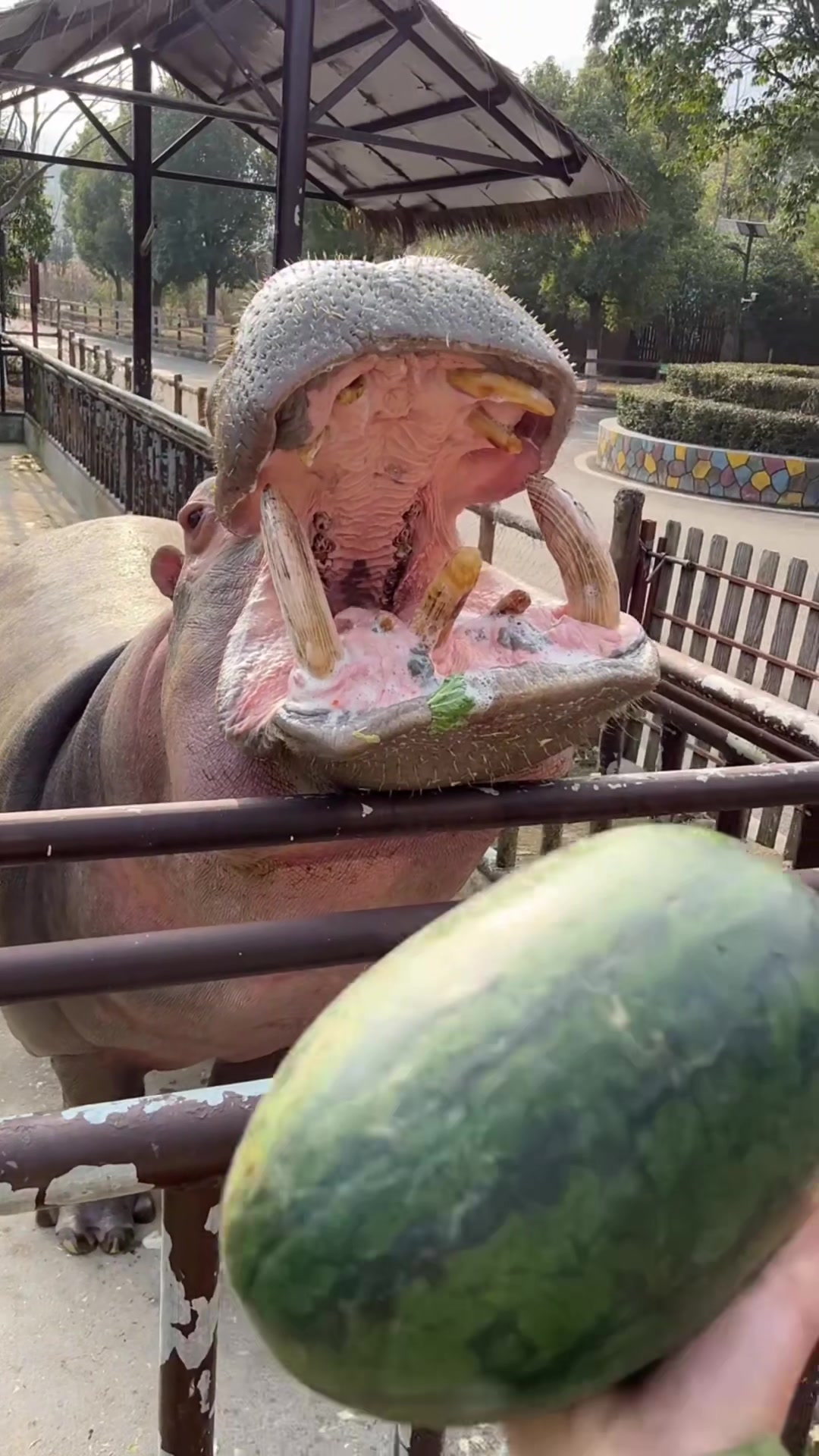 @Hippo