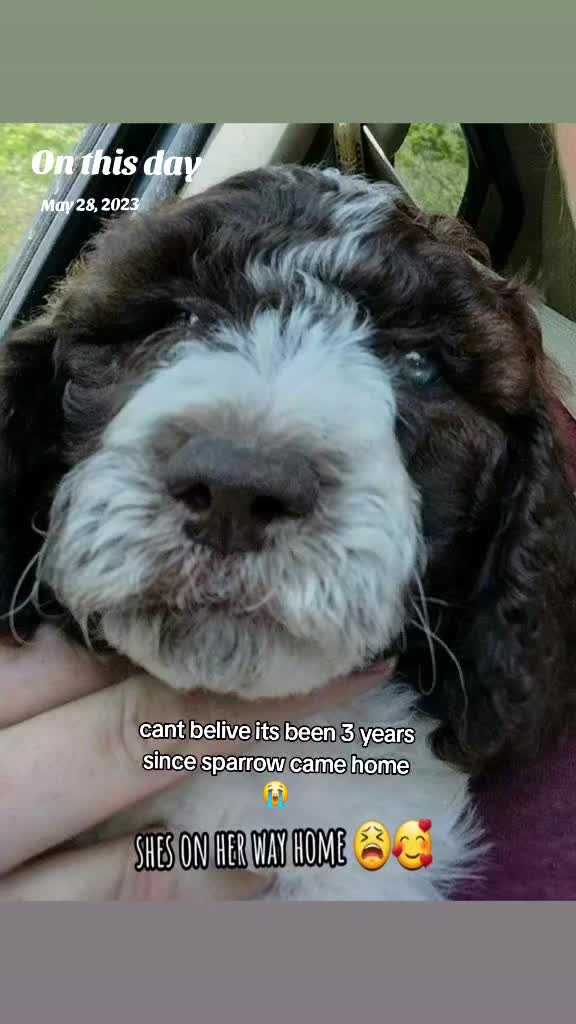 @crazy_dog_person