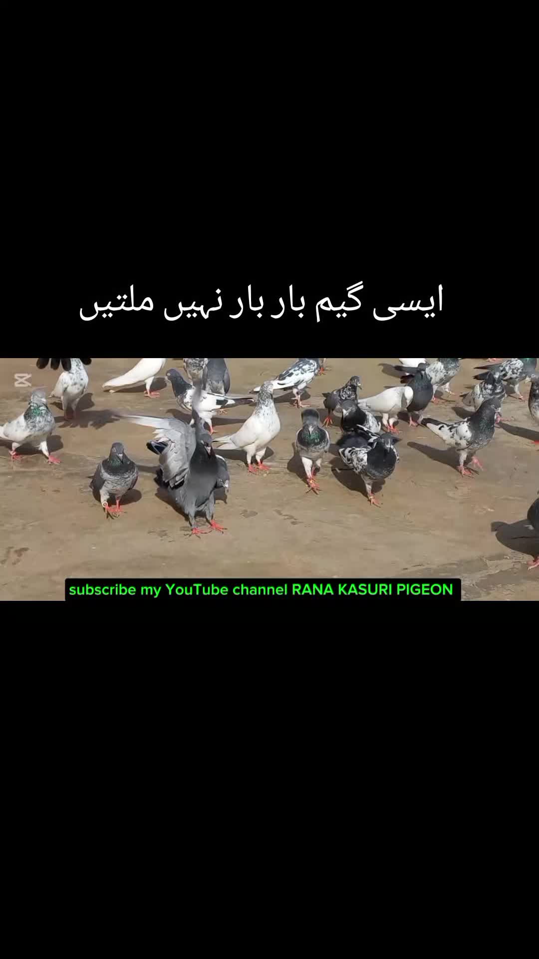 @Ranakasuripigeon