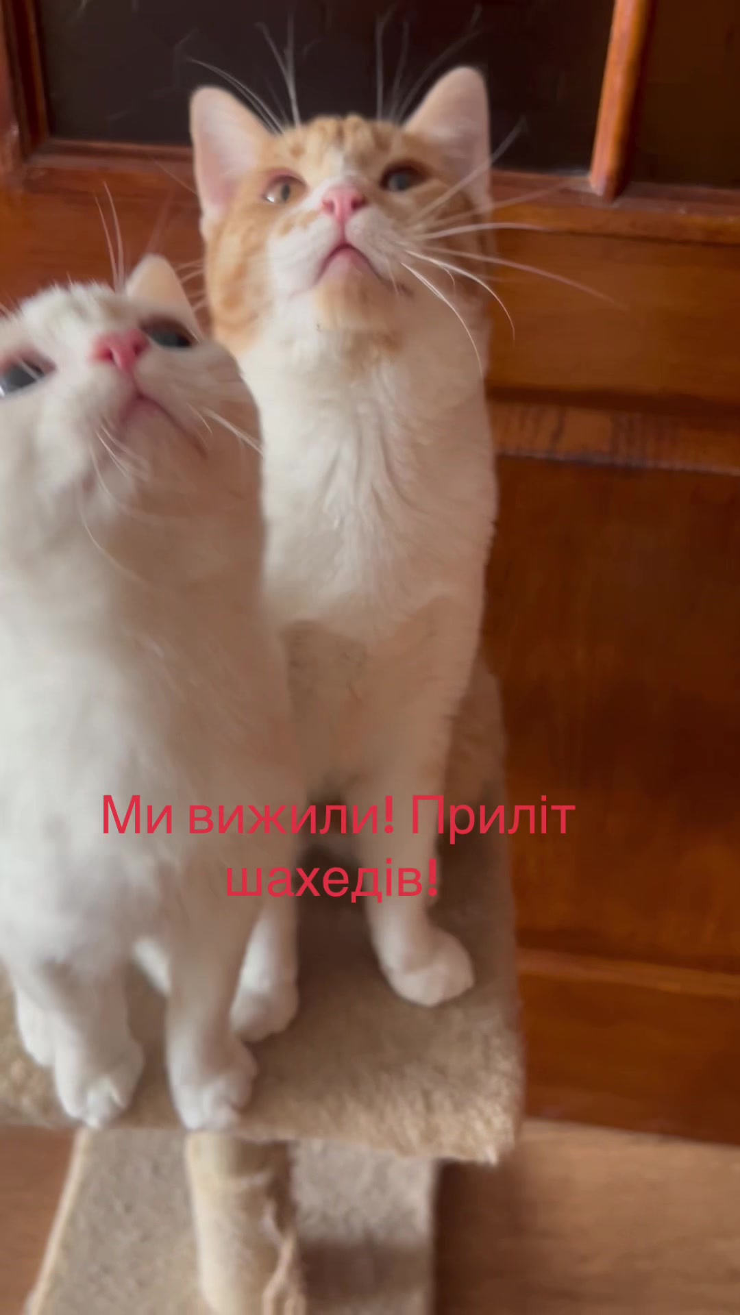 @Алиса