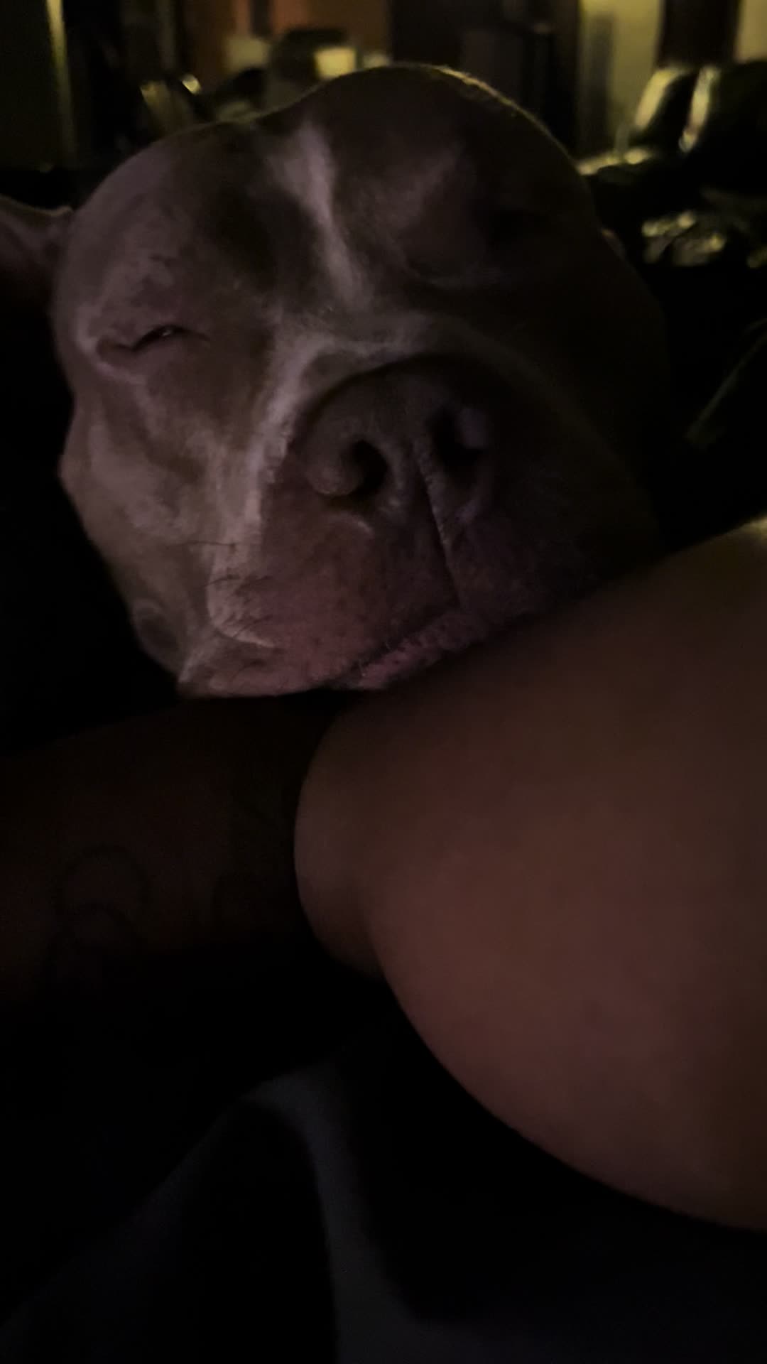 @Jay TheDog Trainer