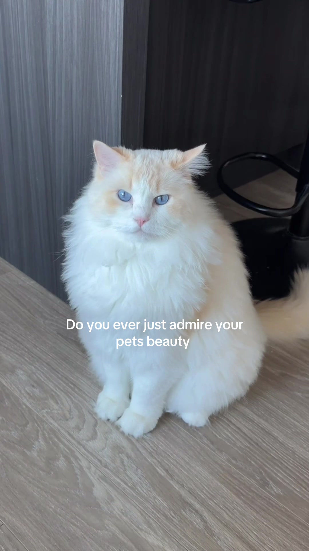 @Brody The Ragdoll Cat