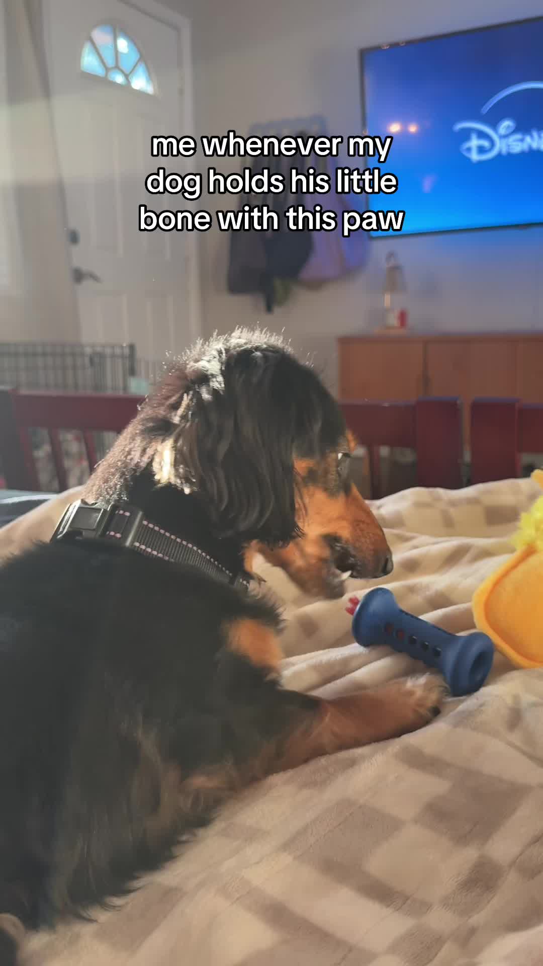 @Henry the mini dachshund