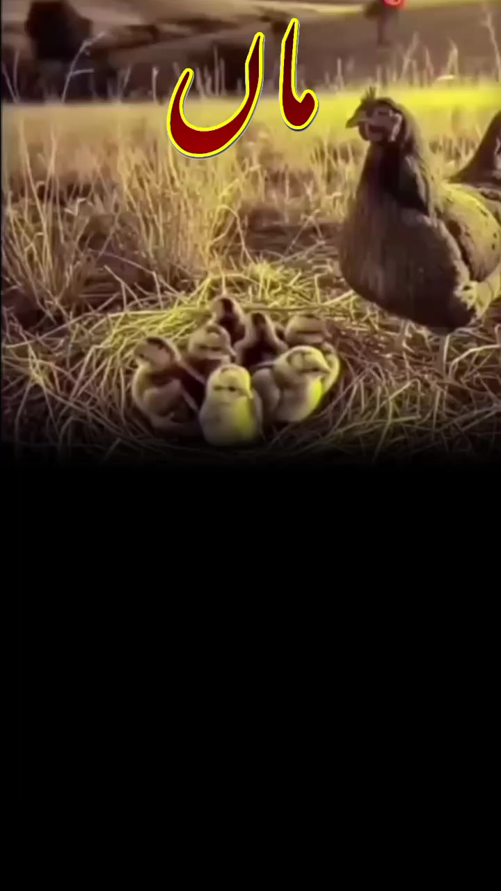@@ Das ❤️ ji ❤️ ki ❤️ rani