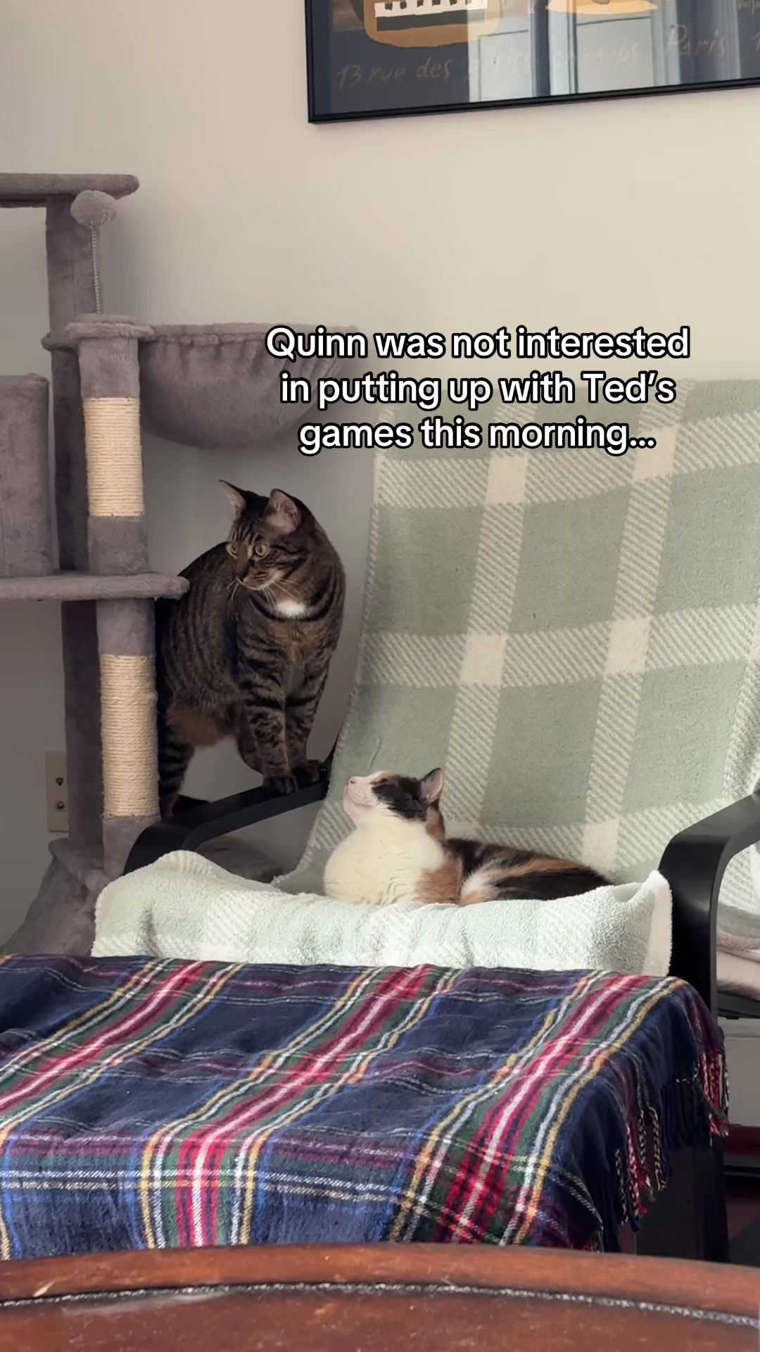 @Quinn The Calico