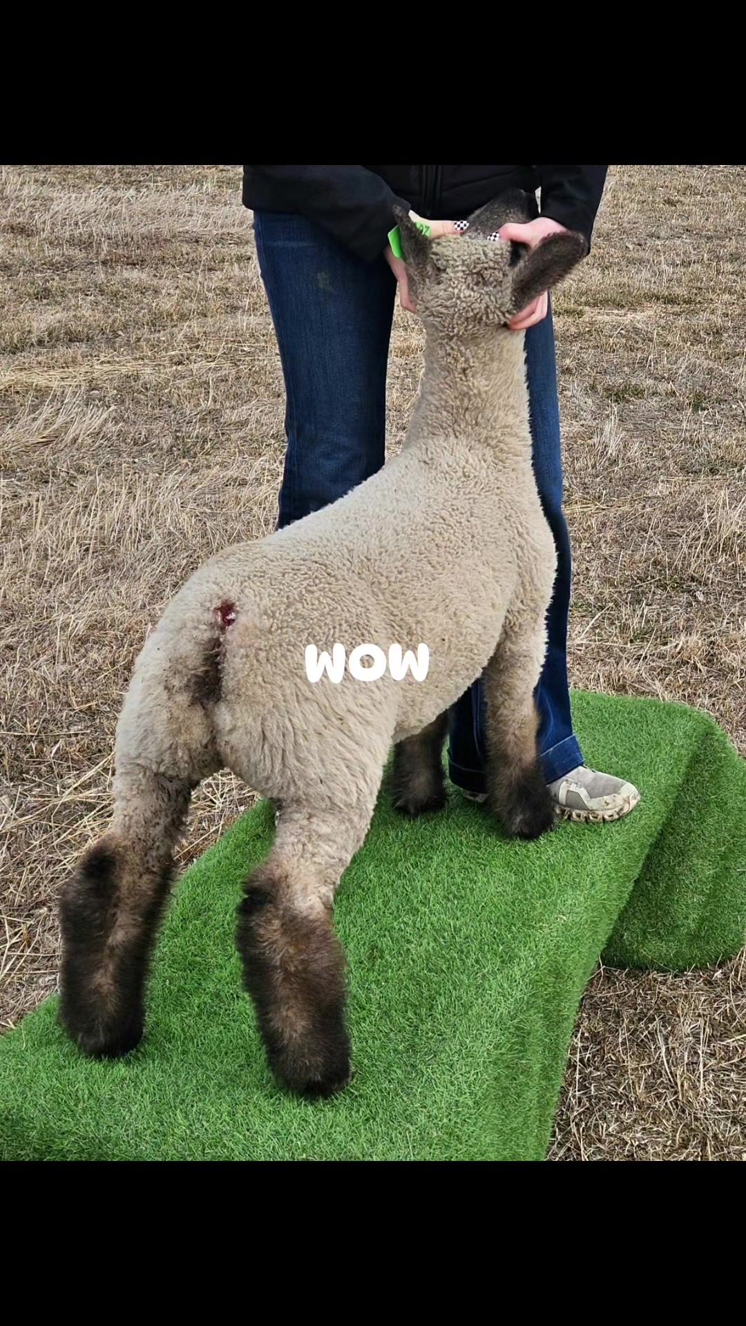 @Skinner Show Lambs