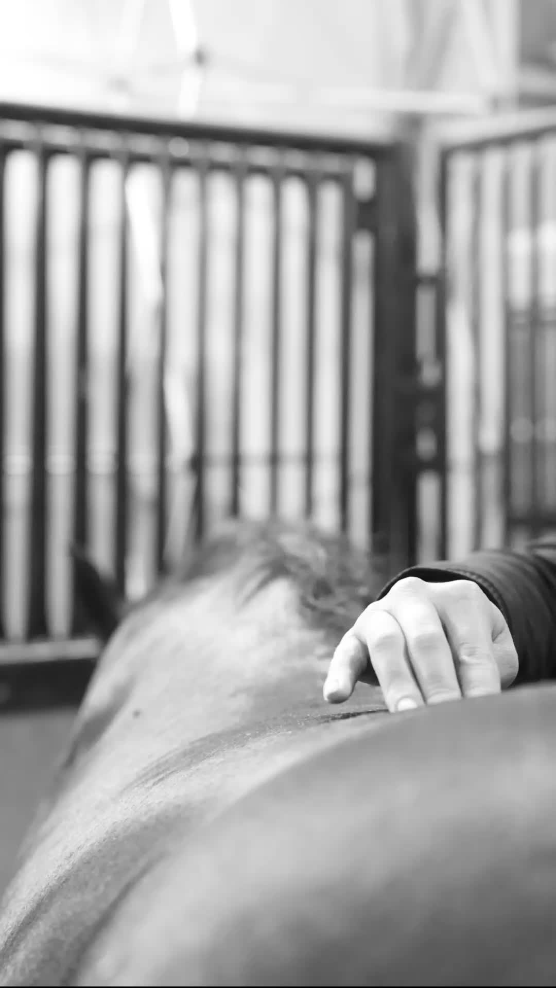 @Tom McCutcheon Reining Horses