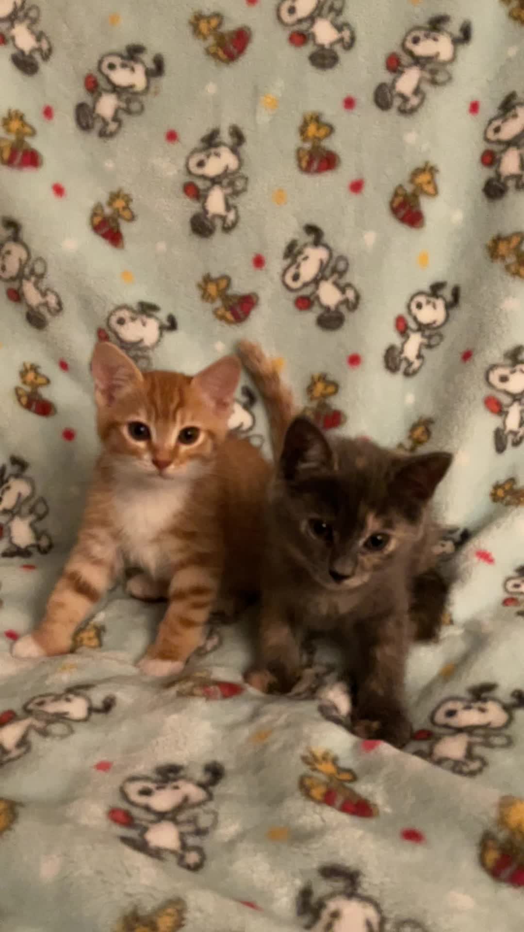 @CAMM