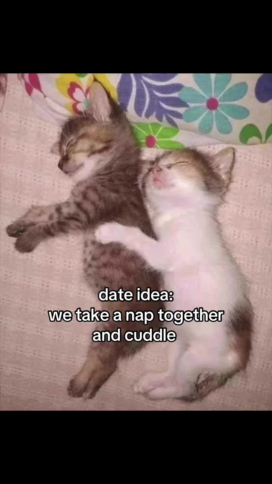 @meowconcept