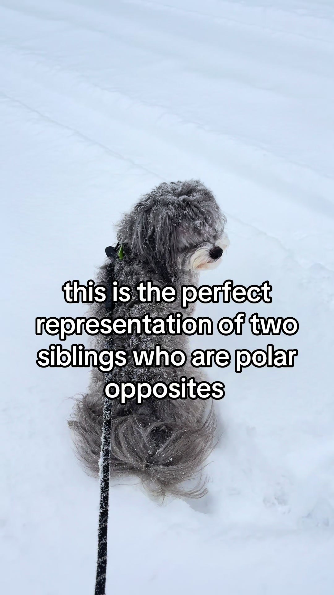@Silly.dog.cooper