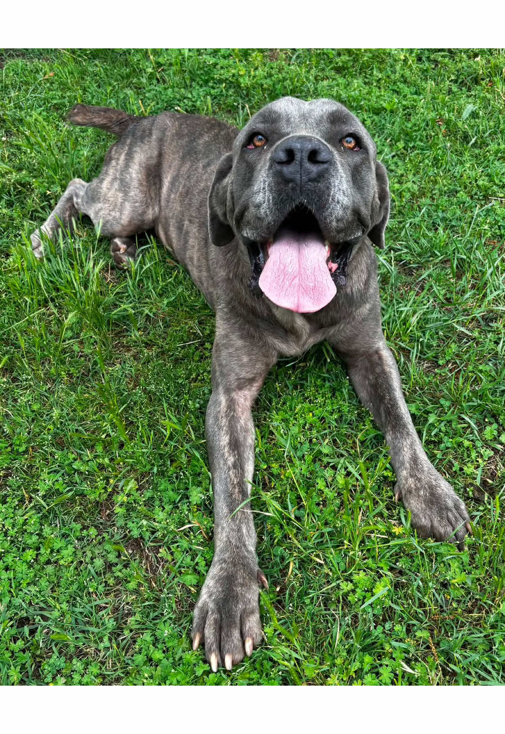 @Underdog Pet Rescue of WI