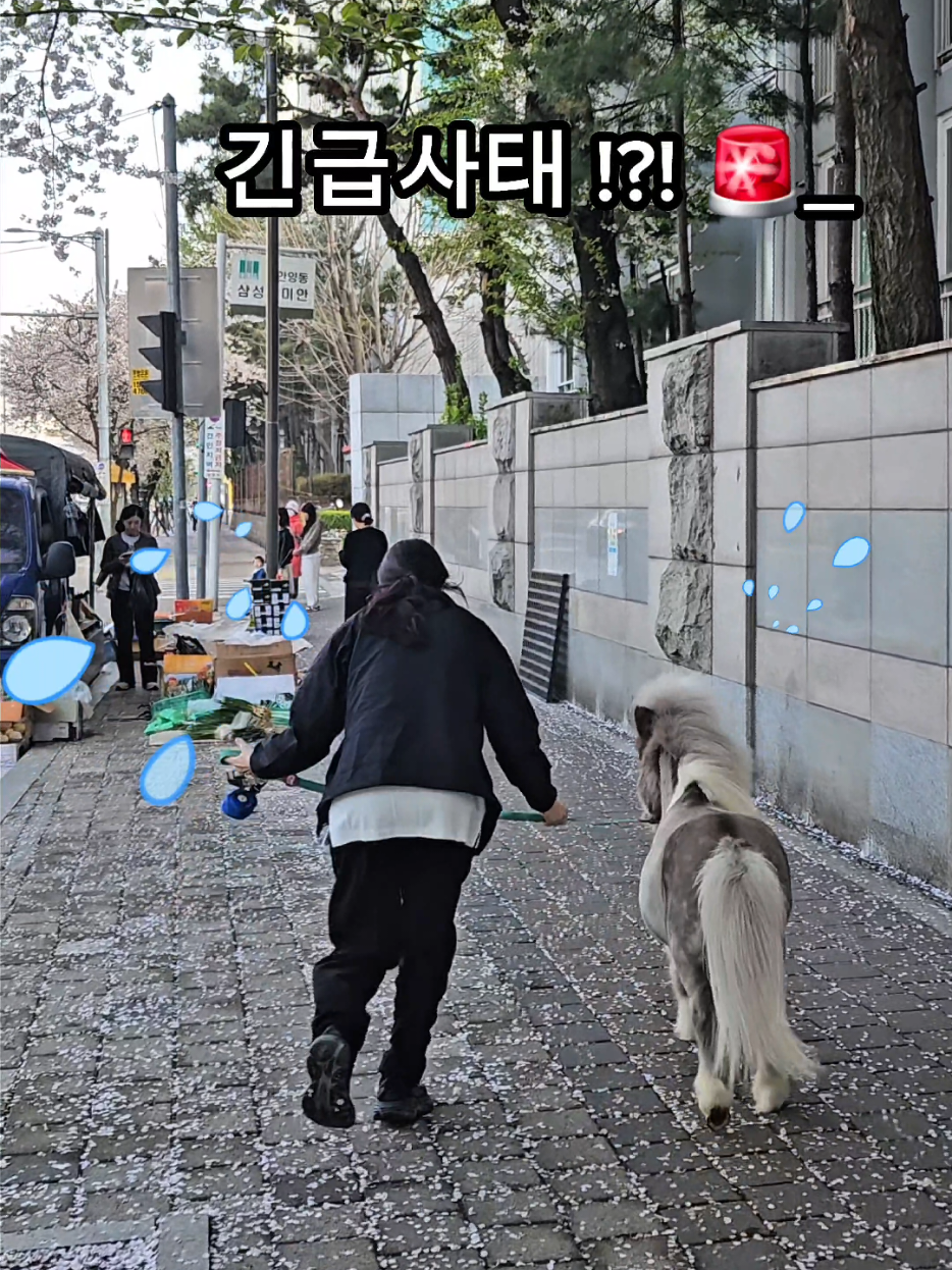@작은말월리 | 월리플랍🦄
