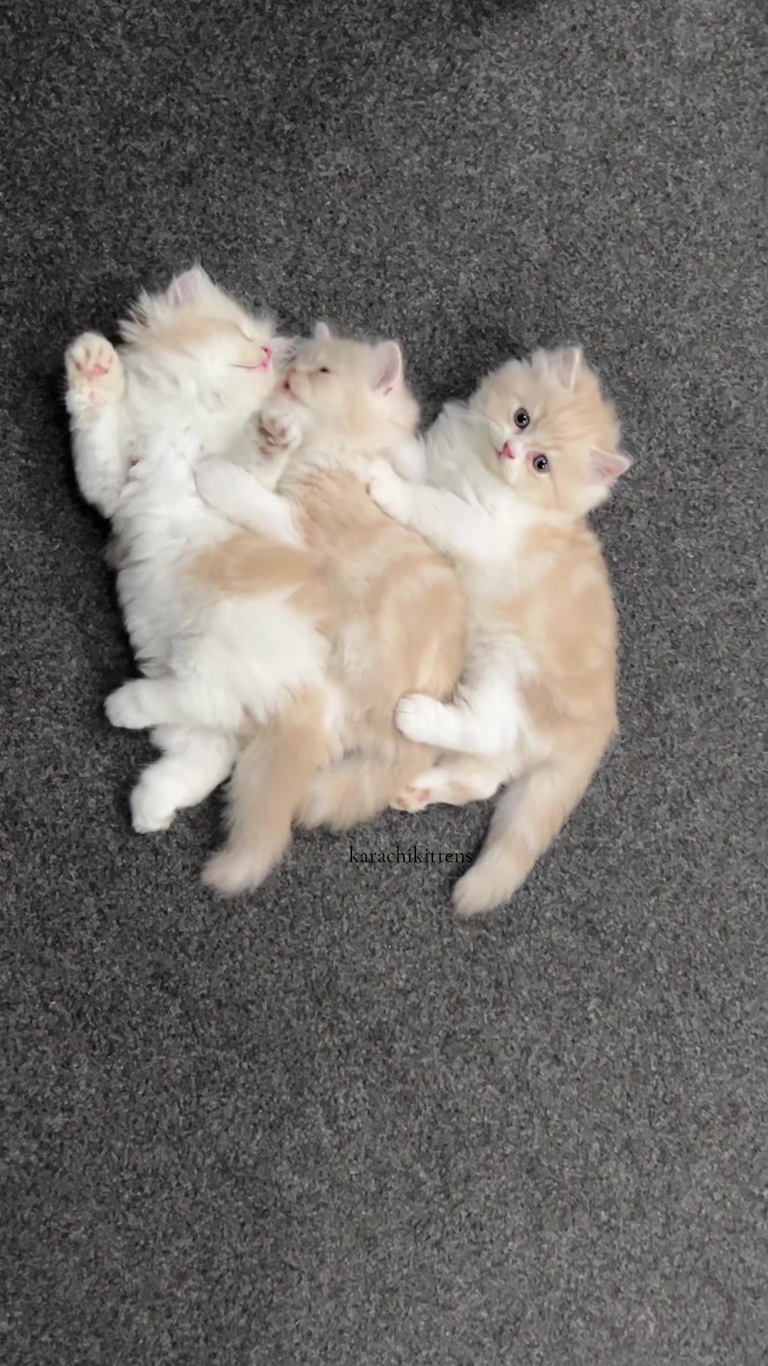 @karachikittens