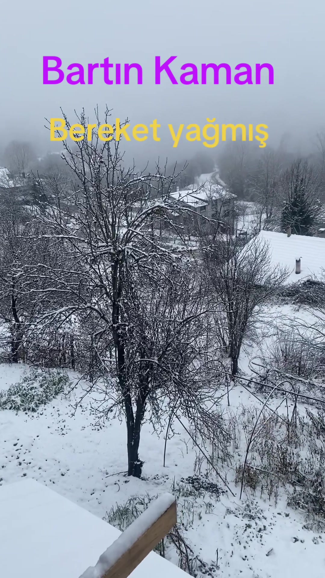@velinecla 74 74