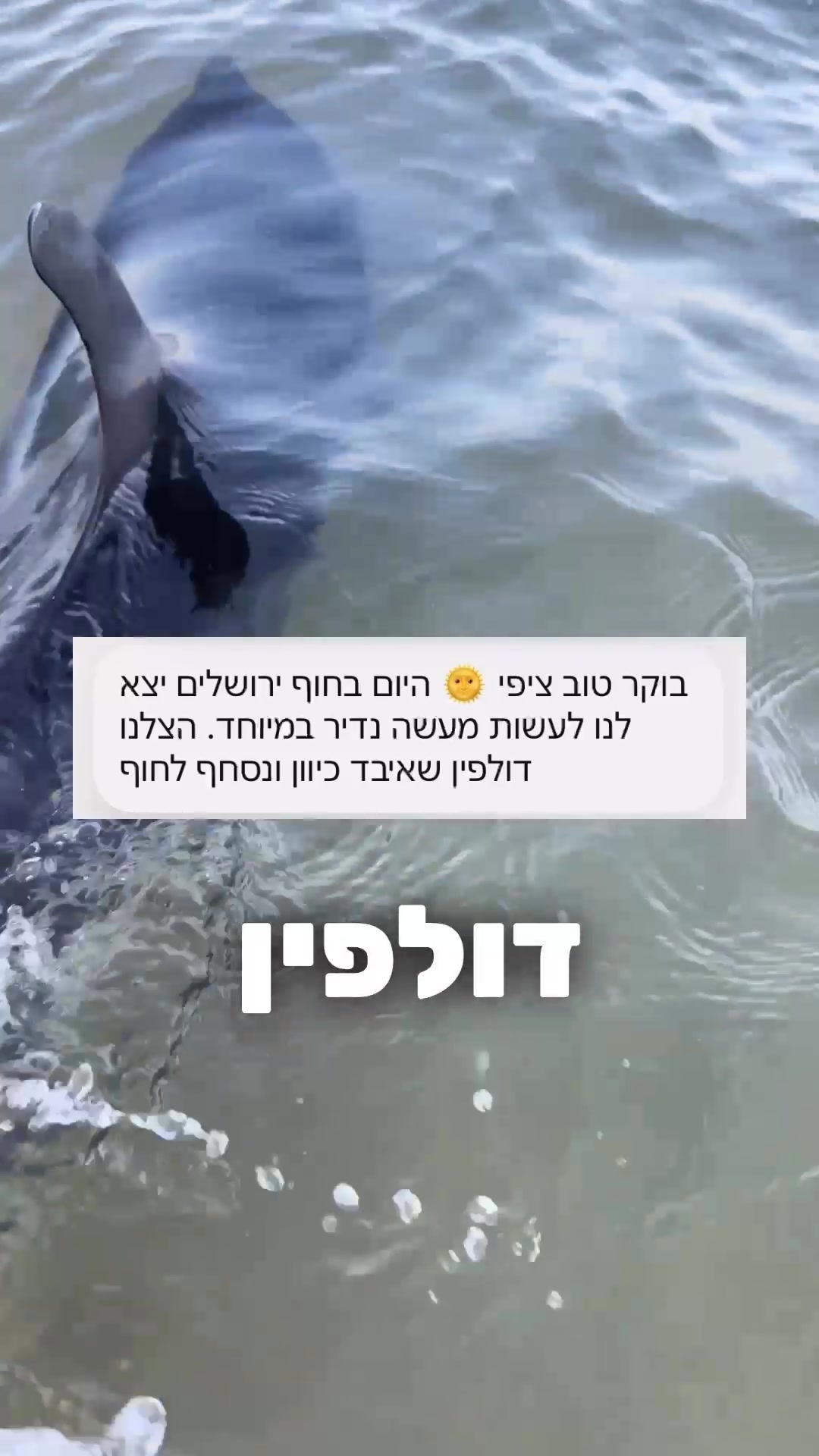 @ציפי ברנד