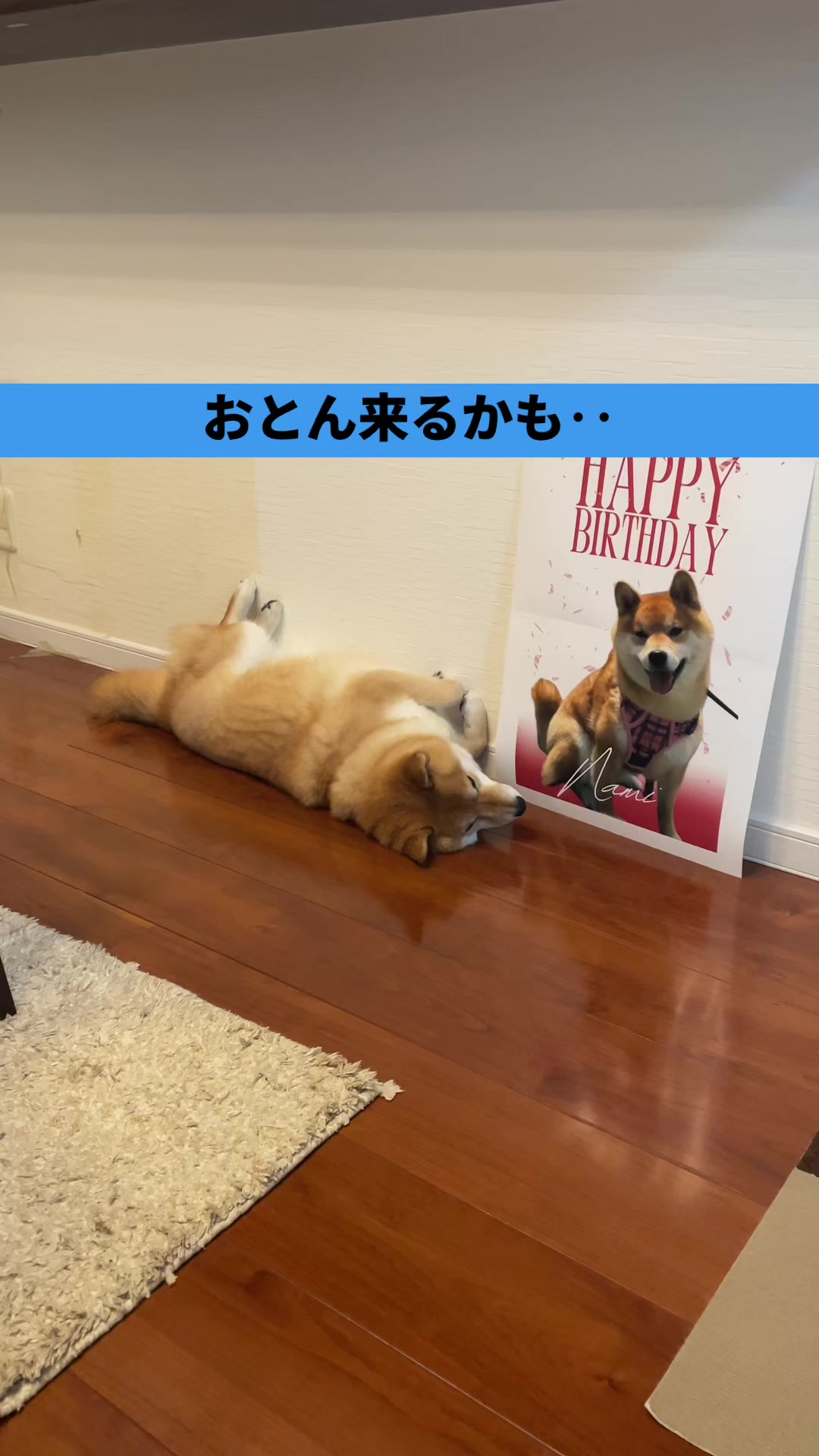 @特に柴犬が好きな人