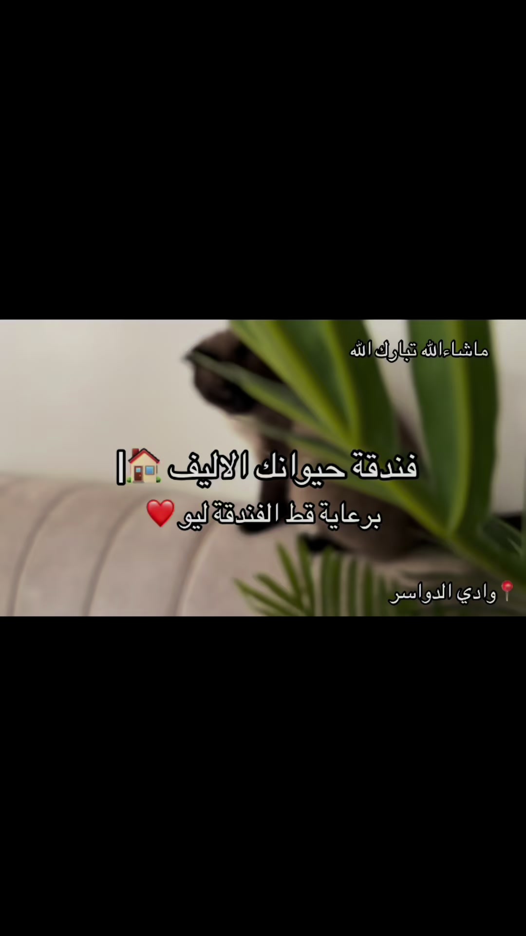 @فندقة وادي الدواسر | طيور وقطط