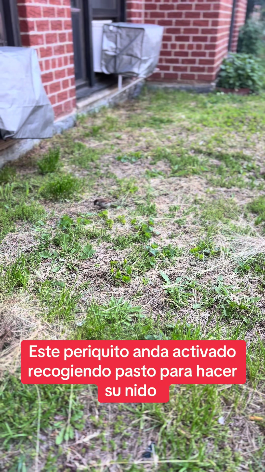 @Rodriguez