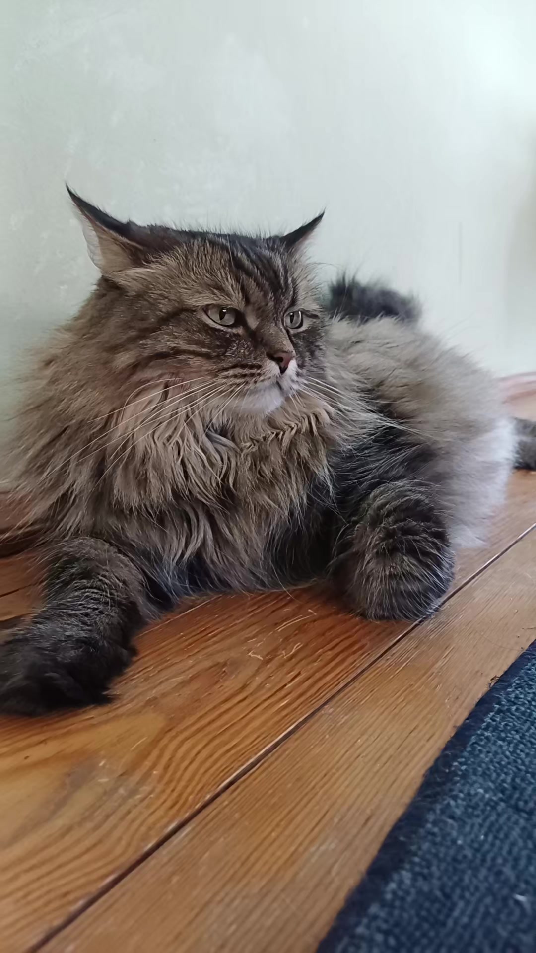 @cat_bayun_