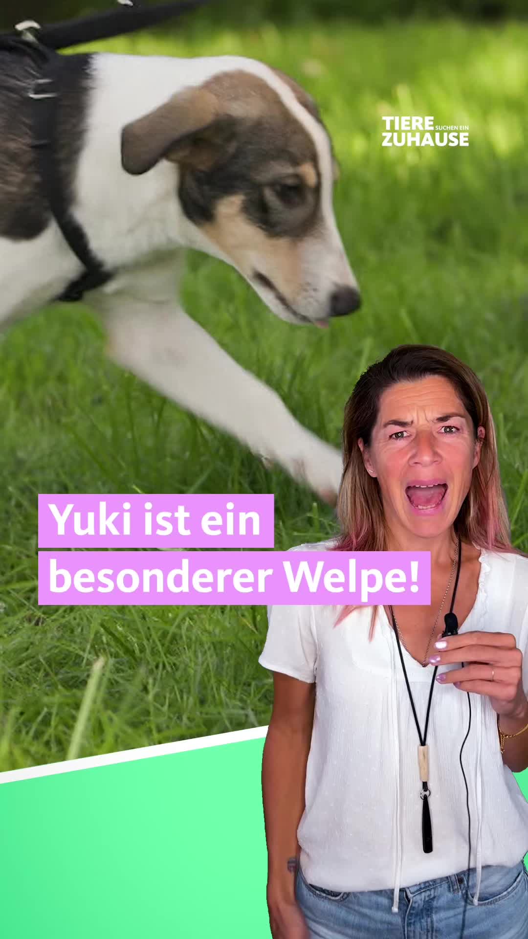 @Tiere suchen ein Zuhause
